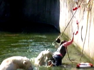 5 Shocking Animal Attacks Caught on Tape