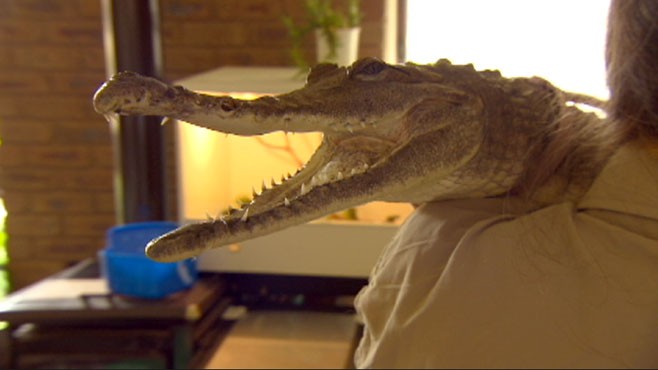 VIDEO: Meet Vicki Lowing and her reptilian road trip companion.