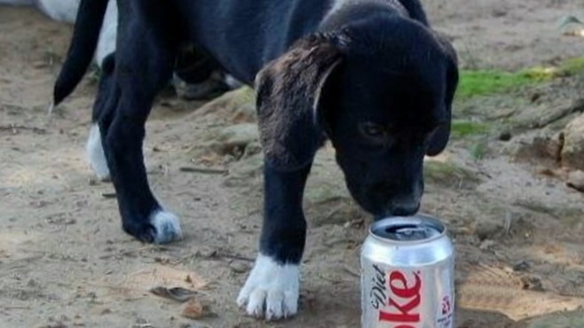 My Dog Ate What?