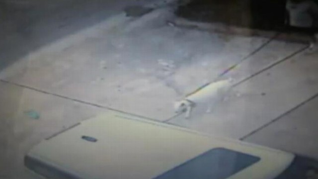 VIDEO: Camera footage shows a former judge tampering with his neighbor's SUV.