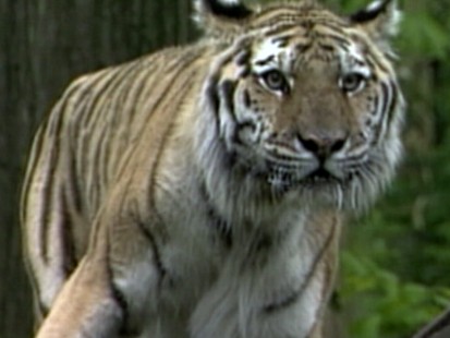 Tigers