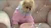 Lisa Vanderpump's dog Giggy is the prince of pampered pooches.