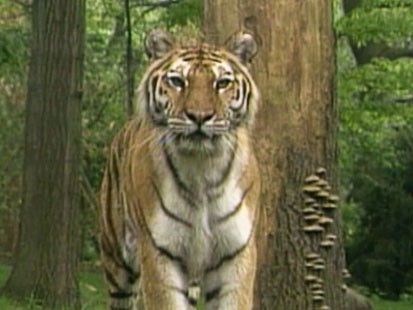 VIDEO: Activists fight over how to save tigers