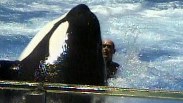 VIDEO: A killer whale trainer was pulled underwater repeatedly in 2006.