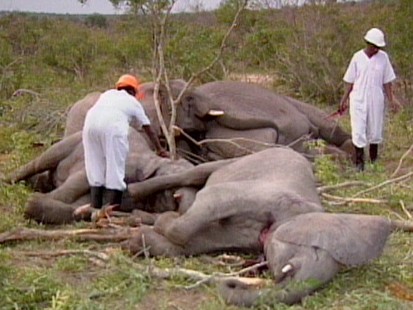 Elephants