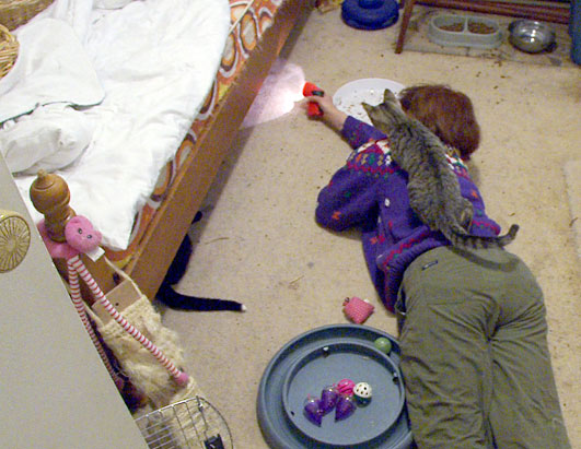 The Line Between Cat Fancy and Cat Crazy