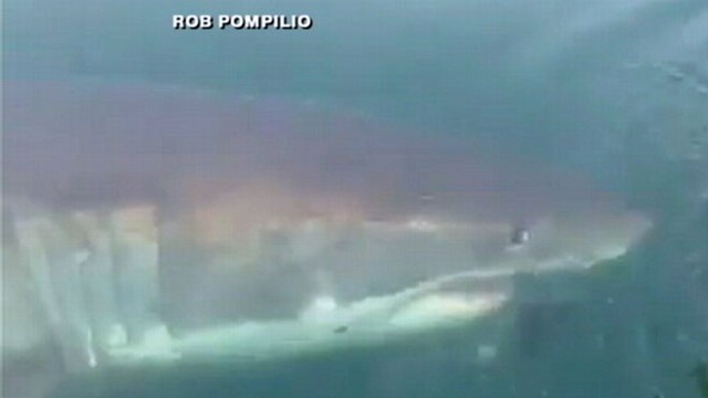 VIDEO: Great White Shark Circles Boat Off NJ Coast
