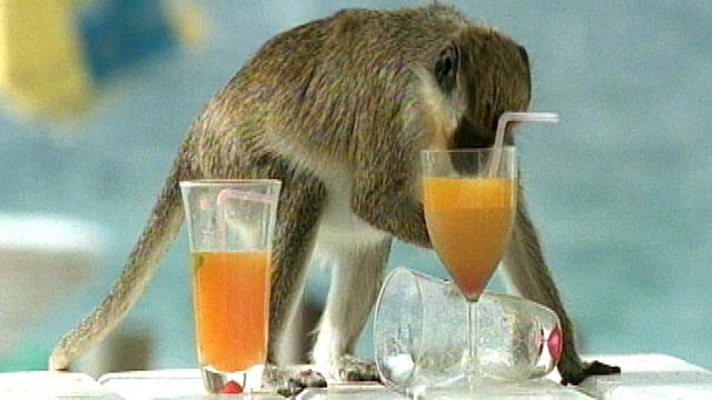 PHOTO: Monkey