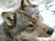 Wolfman 