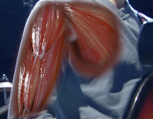 Inside the Living Body
