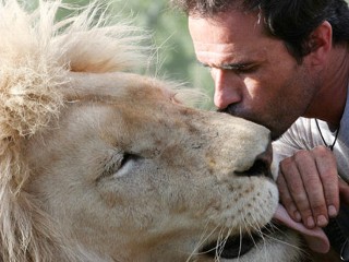 Lion Kissing