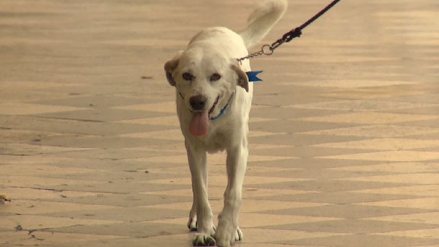 This is Julio, a dog that went from the streets of Lima, Peru, to becoming a "captain" at a police station.