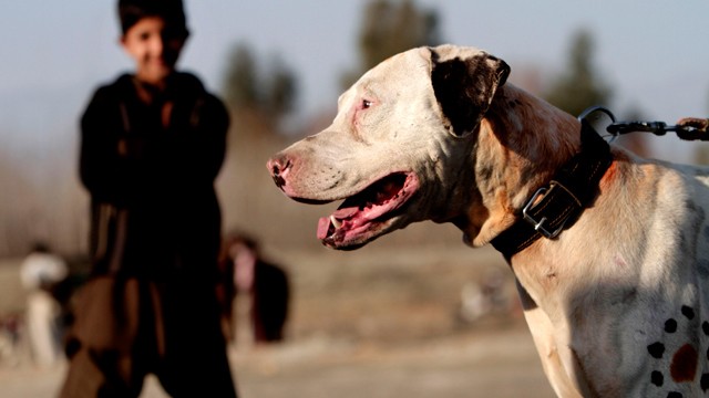 PHOTO:&nbsp;Mexican prosecutors suspect that the Zetas cartel may be organizing dog fights and cock fights as it looks for alternate sources of revenue. This picture is from a dog fight in Afghanistan.