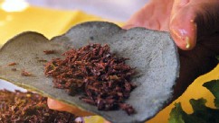 PHOTO: Grasshoppers, (chapulines) are sometimes used in Mexican cuisine, like in this Taco at a Mexico City restaurant. Two students in Monterrey however, are trying to increase consumption of this protein-rich critter, by putting it into cookies.