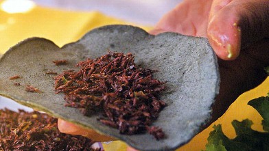 PHOTO: Grasshoppers, (chapulines) are sometimes used in Mexican cuisine, like in this Taco at a Mexico City restaurant. Two students in Monterrey however, are trying to increase consumption of this protein-rich critter, by putting it into cookies.