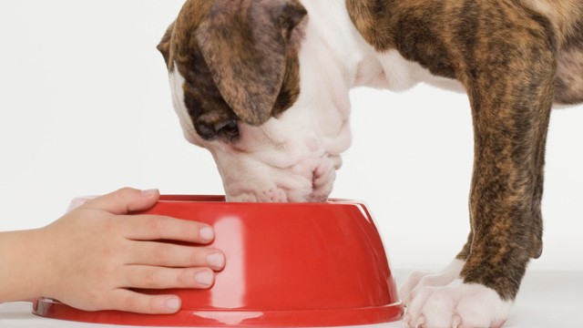 PHOTO:&nbsp;Child feeding a pit bull Terrier puppy