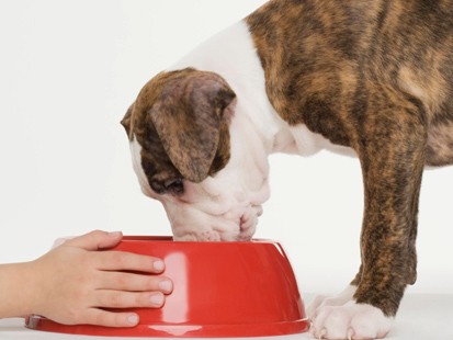What Are Pet Food Stamps ? What Are Pet Food Stamps ?
