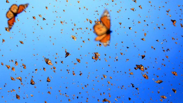 PHOTO:&nbsp;Monarch butterflies spend summertime in Canada and winter in a few mountain tops in Michoac&aacute;n state, Mexico.