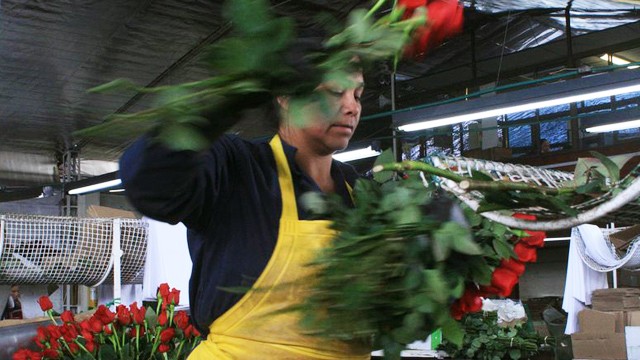 PHOTO: Flowers workers in Colombia often work in difficult conditions for the minimum wage. In this picture a woman cuts rose stems at Milonga Flowers near Bogota.
