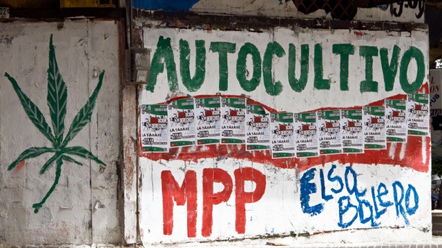 PHOTO: Uruguay´s proposed marijuana law would legalize the sale and consumption of marijuana, and also allow people to grow up to six marijuana plants in their home. Polls suggest that most Uruguayans oppose legalization.