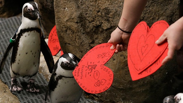 PHOTO:&nbsp;African penguins receive valentines from biologist Crystal Crimbchin at The California Academy of Sciences African penguin exhibit in San Francisco, Wednesday, Feb. 13, 2013. The valentines will be used as nesting material. (AP Photo/Jeff Chiu)
