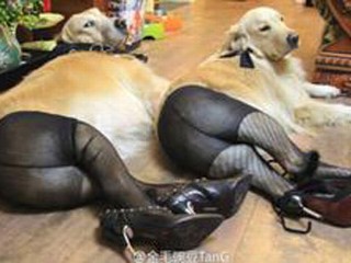Why Does the Internet Love to Embarrass Pets?