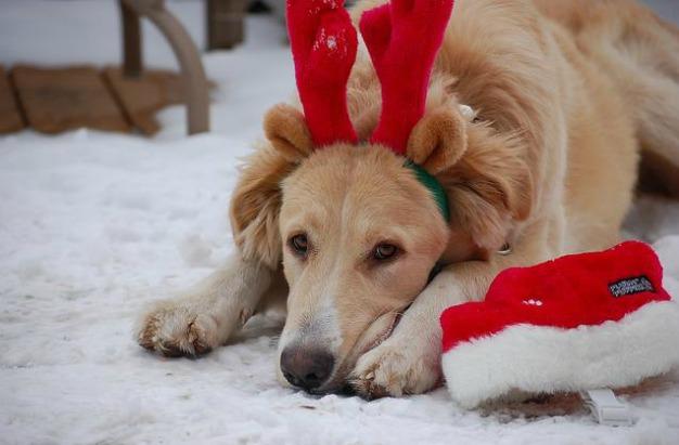 12 Pups Ready for Christmas