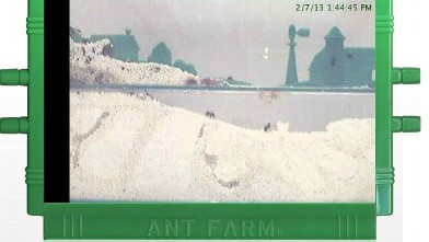 PHOTO: Ants working the day away