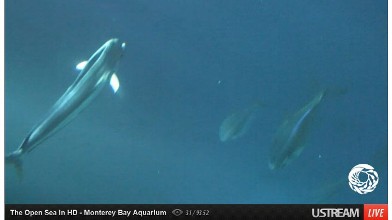 PHOTO: Watch sea life while you work