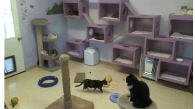 PHOTO: Cats and dogs horsin' around