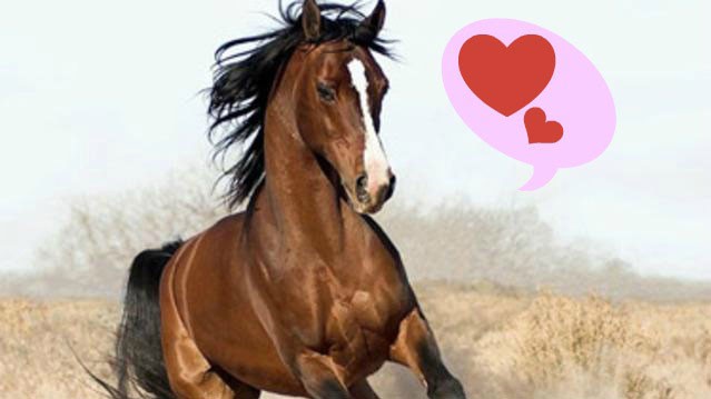 PHOTO: Horse_ebooks can teach us how to love.