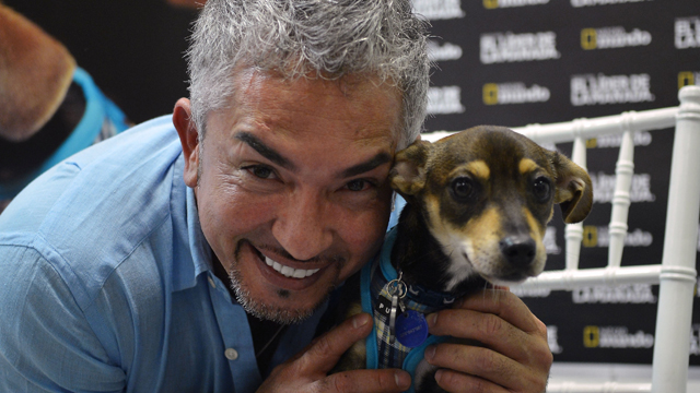 PHOTO: MIAMI, FL - OCTOBER 15: Cesar Millan attends screening of Of El Lider De La Manada on October 15, 2012 in Miami, Florida.