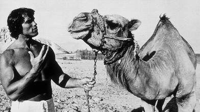PHOTO: OCTOBER 1977: Bodybuilder Arnold Schwarzenegger poses with a camel in 1977 in Israel.