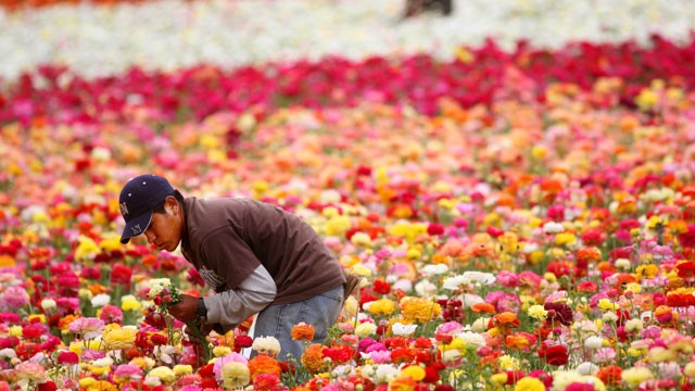 PHOTO:&nbsp;flowers