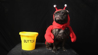 PHOTO: A dog dresses as a lobster for Halloween.