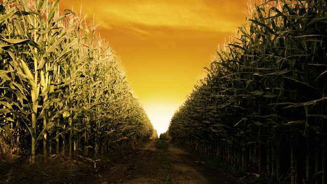 PHOTO:  Corn