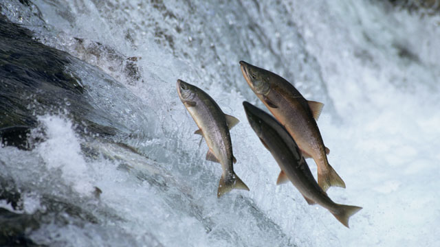 PHOTO: Salmon
