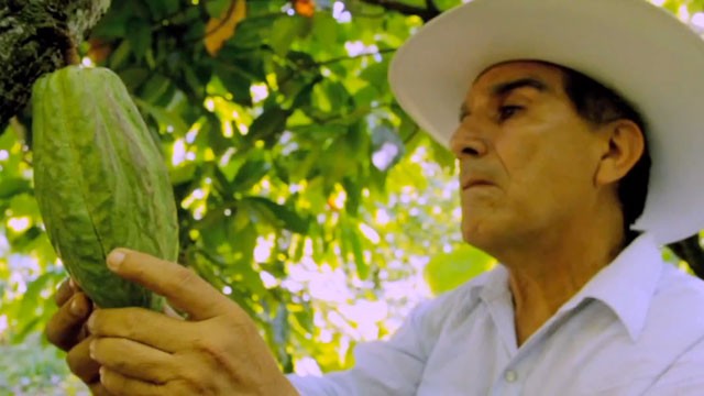 PHOTO: A cacao farmer.