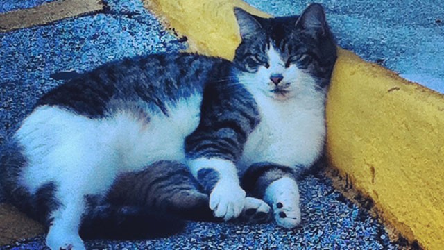 PHOTO:&nbsp;The interrupting weather cat in the Univision parking lot.