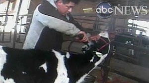Inhumane abuse of cows