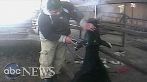 Inhumane abuse of cows