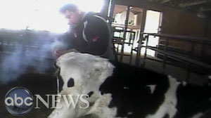 Inhumane abuse of cows