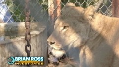 Zanesville, Ohio Animal Tragedy: Why Do People Own Exotic Pets? - ABC News