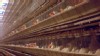 VIDEO: Paul Shapiro of the Humane Society calls for cage-free chicken farming.