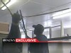 VIDEO: Hidden-camera investigation finds alleged torture of Tennessee Walking Horses.