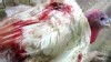 Animal Rights Group: Video Shows Turkey Abuse