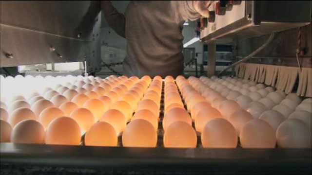 PHOTO: Sparboe produces hundreds of millions of eggs and claims it has never discovered salmonella in a single egg. Ken Klippen of Sparboe told ABC News,