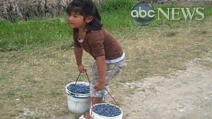 young children working as labor in blueberry fields across the country