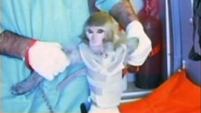 PHOTO: Monkey reportedly launched into space by Iran