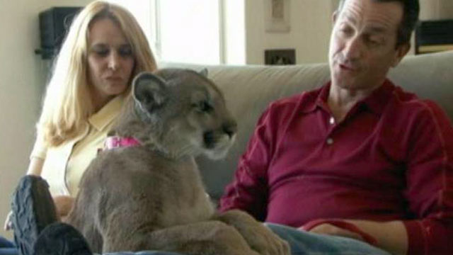 PHOTO: The escape of wild domestic animals in Ohio shined a spotlight on lax laws when it comes to exotic pets.